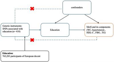 Education and metabolic syndrome: a Mendelian randomization study